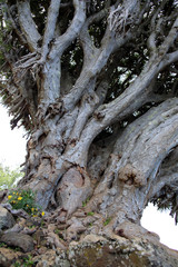 Drachenbaum Dracaena draco