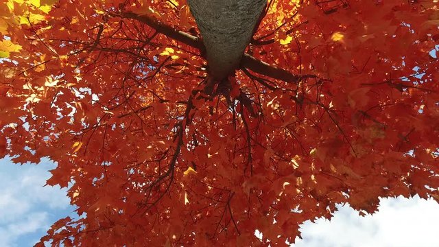 Low angle shot of a red maple tree