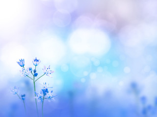 Fototapeta na wymiar Light purple flowers blurred background