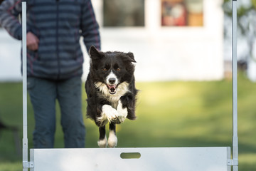 Dog jumps over hurdle - Border Collie