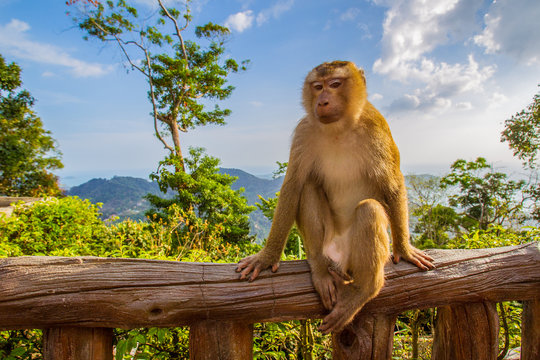 A wild monkey is sitting on the balcony. The monkey looks at the camera. Monkey in the background of mountains.
