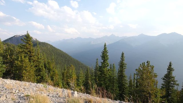 Coniferous trees and mountains