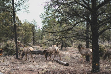 Elk Herd in the Forest