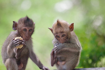 可愛いサル