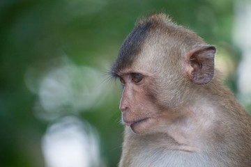 可愛いサル