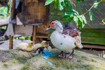 Family of ducks
