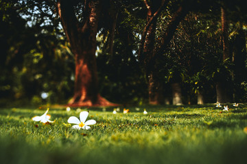 True tilt-shift view of the white beautiful flower buds, fallen from trees around onto green lawn; tropical touristic resort, selective focus