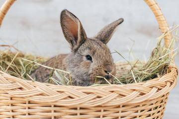 gray bunny in a basket of wicker