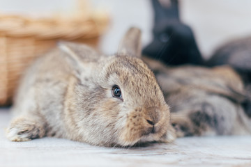 gray bunny in a basket of wicker