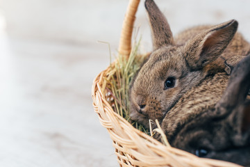 gray bunny in a basket of wicker