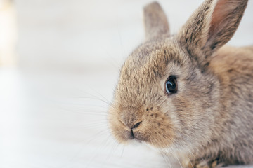 gray bunny in a basket of wicker