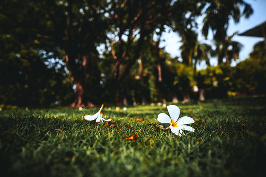 Two beautiful white flower buds fallen from the trees around laying on the green lawn in a tropical resort with palms and other plants in a defocused background, shallow depth of field, vivid colors