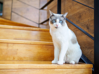 Portrait of long Haired Bi-Color Brown White Ragdoll Cat looking at camera, Rag Doll cat with blue eyes and long whiskers at home. Portrait with a lazy face.