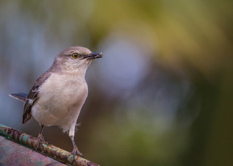 Northern Mockingbird - Mimus Polyglottos-  Close-Up