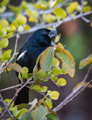Shiny Cowbird  - Molothrus Bonariensis - Close-Up