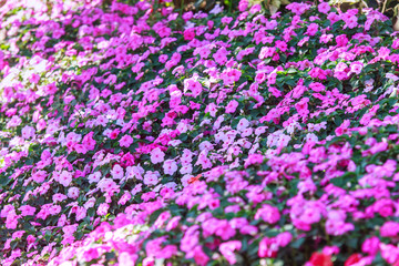 Flowers bloom in the garden with lens blurred effect as foreground and background 