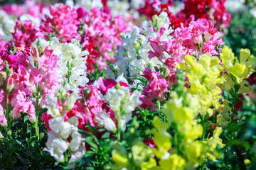 Flowers bloom in the garden with lens blurred effect as foreground and background 