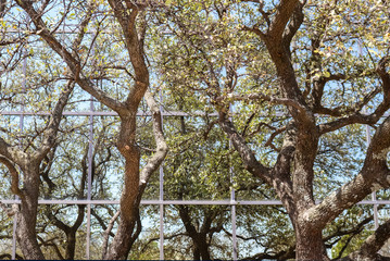 Reflection of trees and sky in modern office building - background