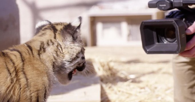 Baby tiger gives a roar while looking videographer at zoo