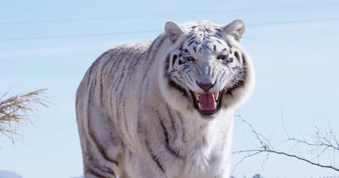 White Bengal tiger roaring directly into camera - slow motion