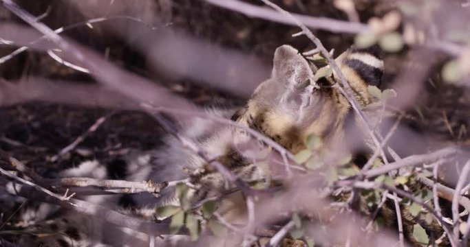 Seval African wild cat laying in shaded bush - flicks ear