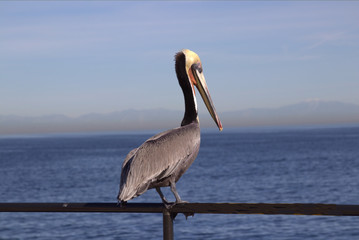 Brown Pelican