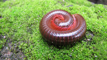 Keluwing, Red Milipede Rolling On The Ground