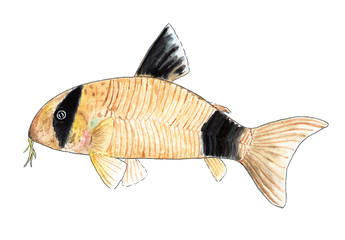 Corydoras panda. Aquarium fish, catfish. Watercolor illustration.