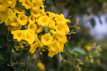 A beautiful morning with a bright atmosphere. With beautiful flowers