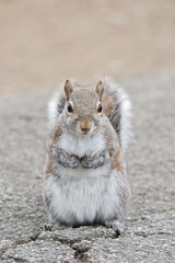 Squirrel In Spring