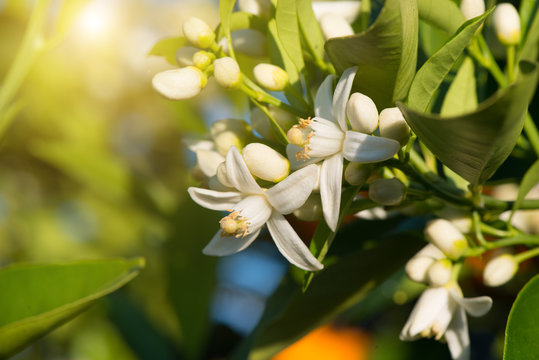  Blossoming orange tree.