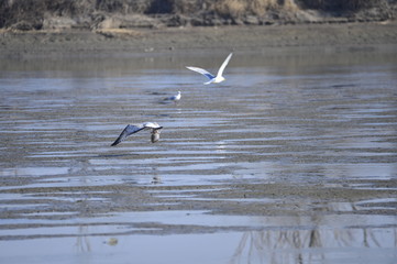 A beautiful bird in wetlands