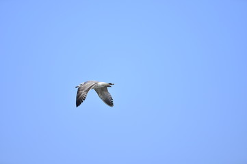 A beautiful bird in wetlands