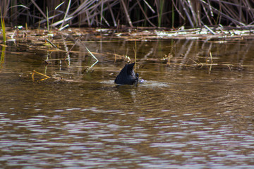 Birds on the water