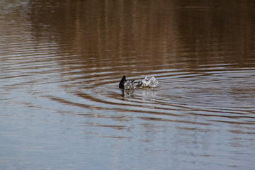 Birds on the water