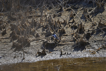 A beautiful bird in wetlands