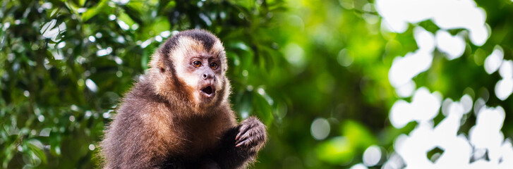 Macaco-prego na floresta