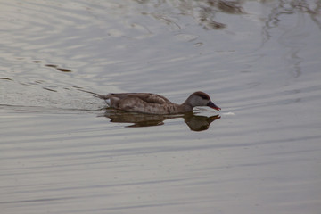 Birds on the water
