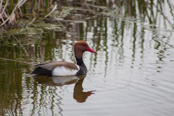 Birds on the water