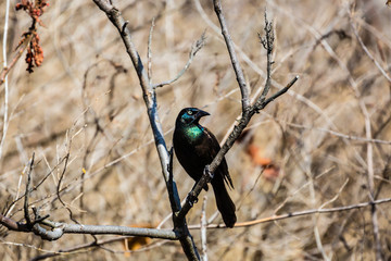 Common Grackle - Black bird