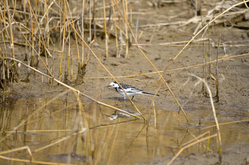 A beautiful bird in wetlands