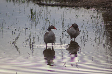 Birds on the water