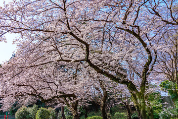 Cherry blossoms at the Mitsuzawa-Park in Yokohama, Japan. 