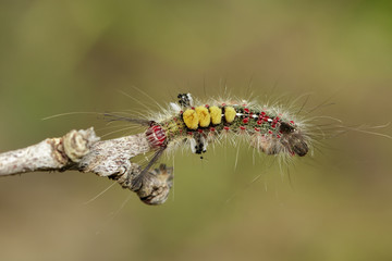 Image of worm on tree branch, A reptile that is common in nature Living under the ground Leaves and trees. Insect. Animal
