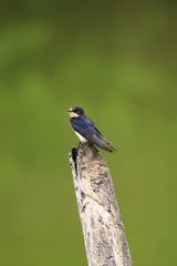 Image of Barn swallow bird (Hirundo rustica) on the stumps on the natural background. Bird. Animal.