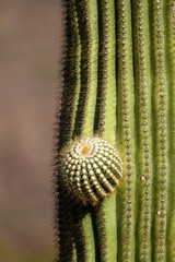 Closeup of a budding branch on a Giant Saguaro cactus in Arizona's Sonoran Desert