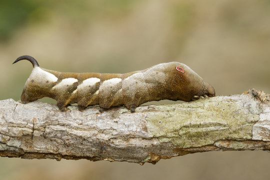 Image of brown caterpillar on branch on natural background. Worm. Insect. Animal.
