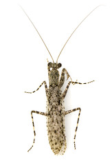 Image of Camouflaged bark mantis (Liturgusa sp.) on white background. Insect. Animal.