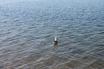 Seagull alone in the water.
