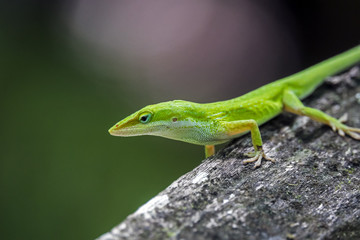 Green Anole (Carolina Anole)